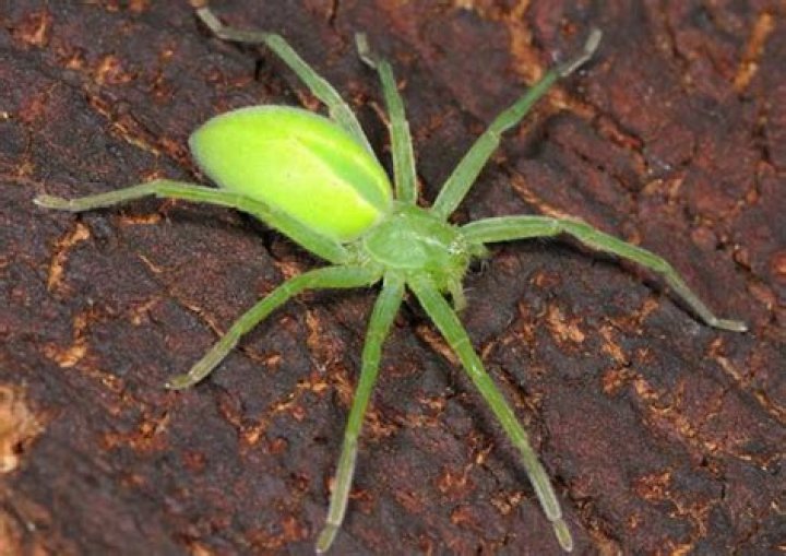 Are all green spiders poisonous?