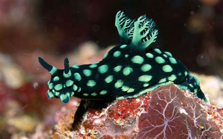 Are all nudibranchs toxic?