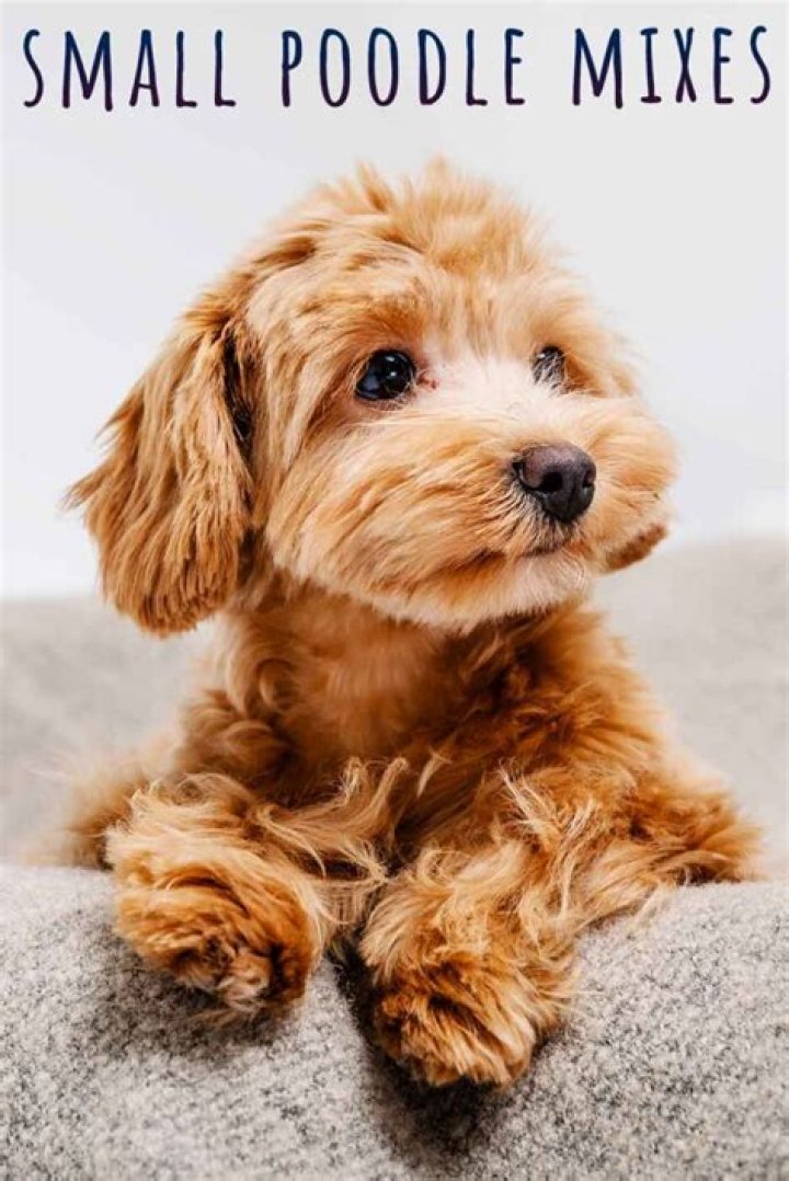 Are all poodle mixes hypoallergenic?