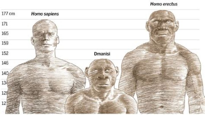 Are ancient humans strong?