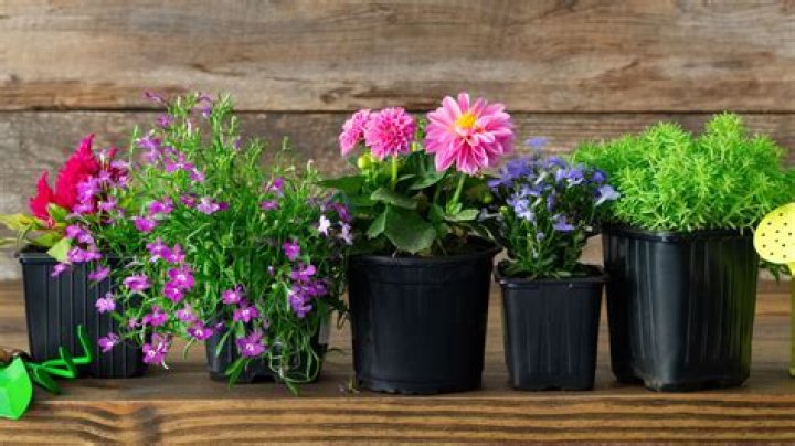 Are ants good for potted plants?