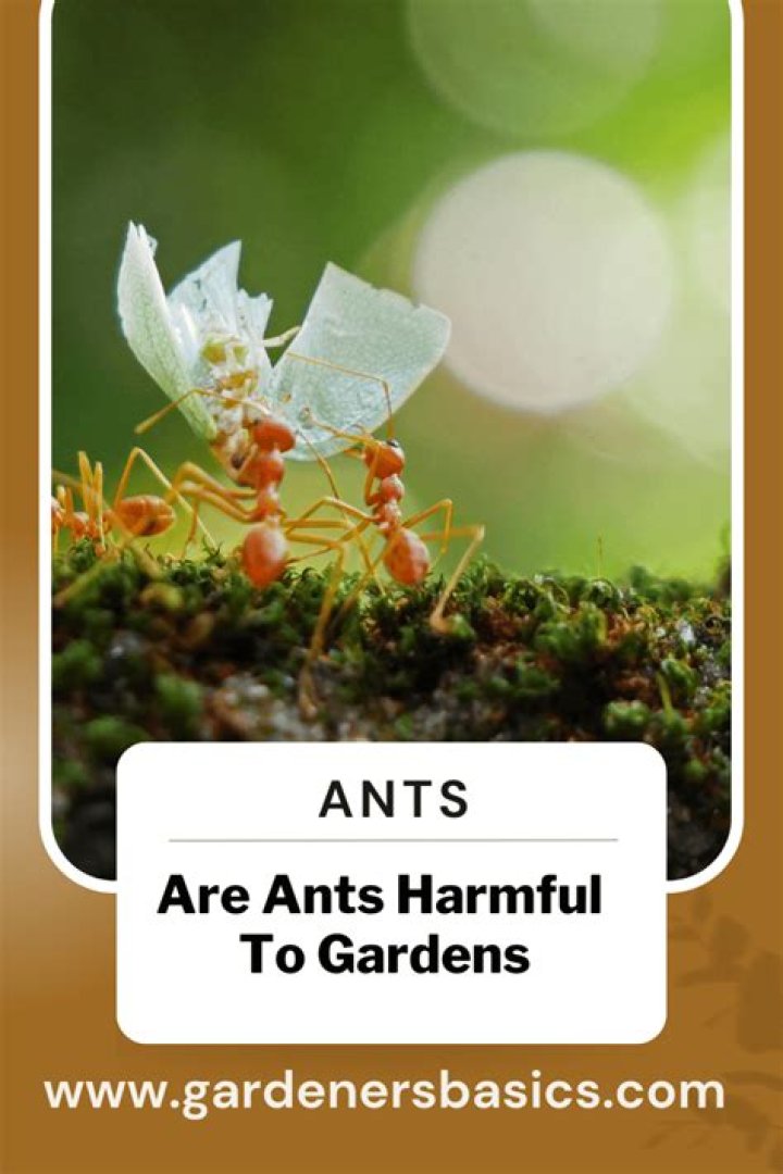Are ants harmful?