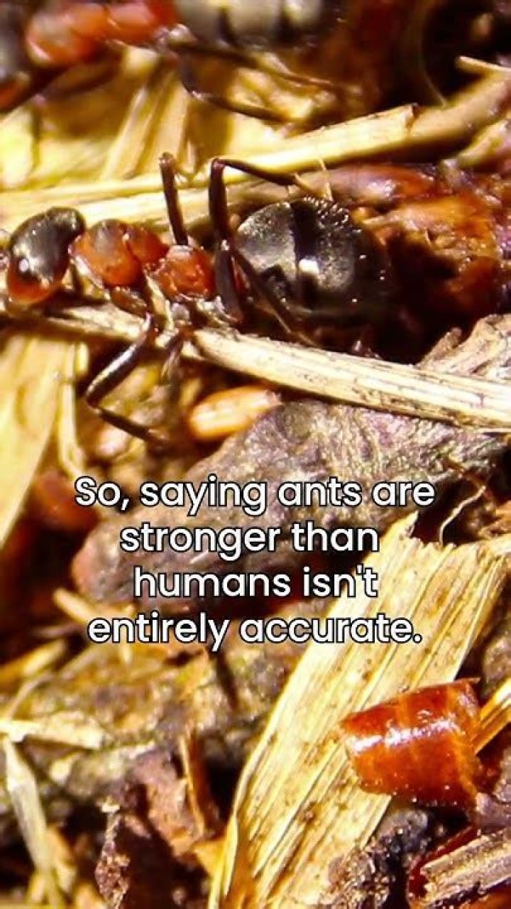 Are ants the strongest animal?