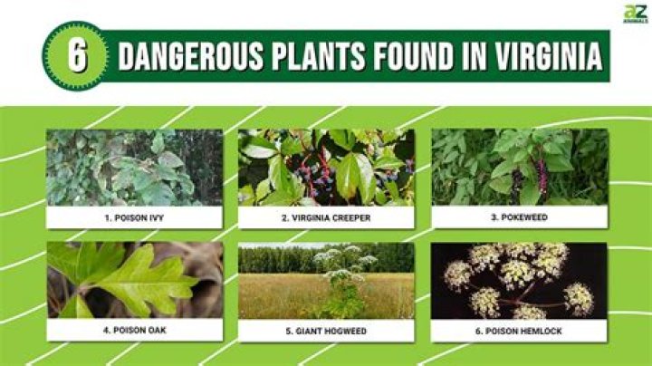 Are avocado leaves poisonous to dogs?