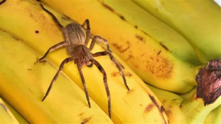 Are banana spiders real?