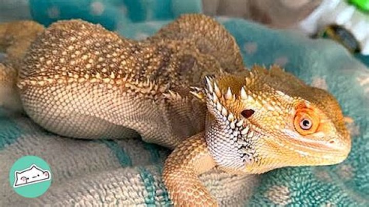 Are bearded dragons cuddly?