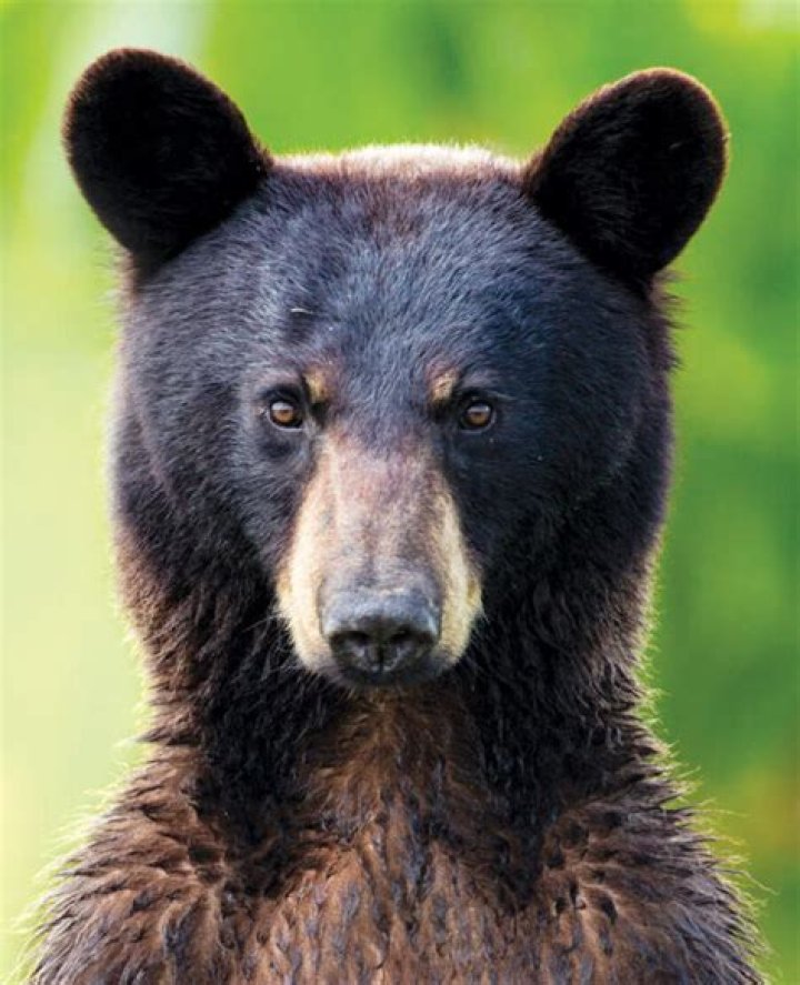 Are bears scared of car horns?