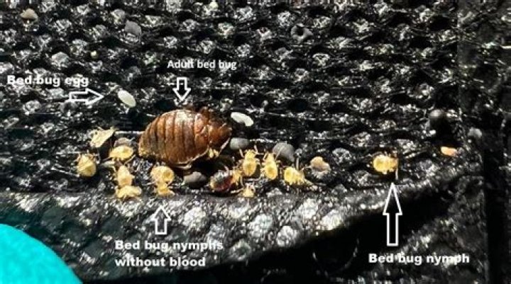 Are bed bug nymphs black?