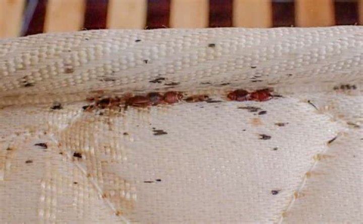 Are bed bugs attracted to lavender?