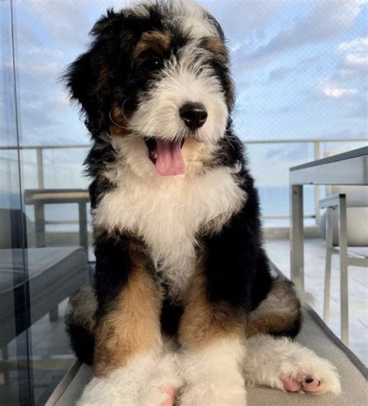 Are Bernedoodles worth the money?
