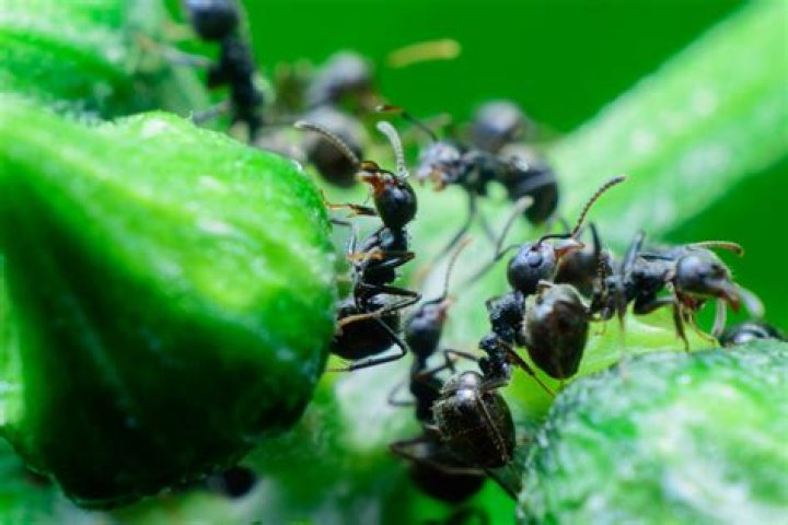 Are black ants friendly?