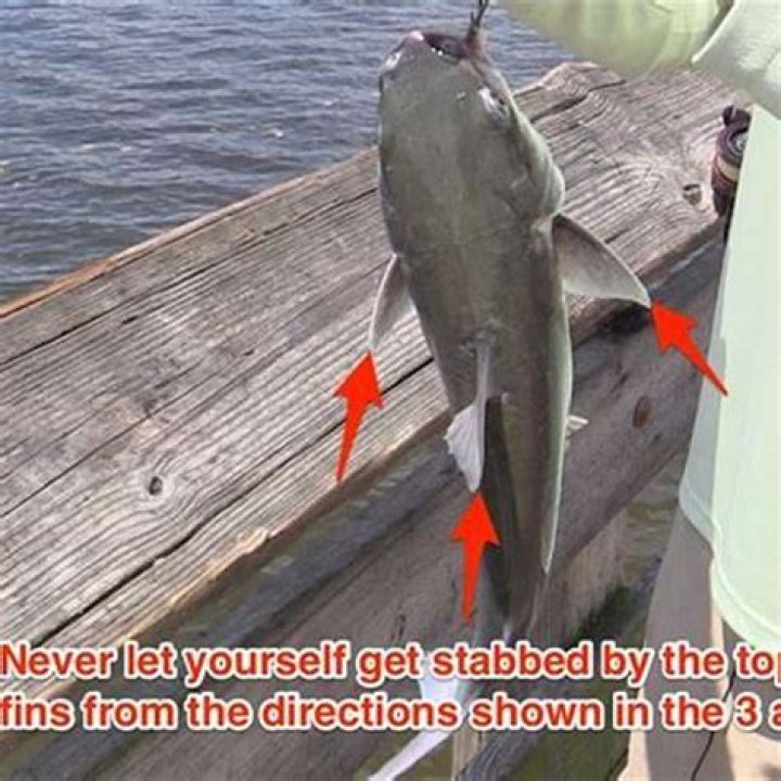 Are catfish fins poisonous?