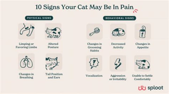 Are cats in pain when they have UTI?