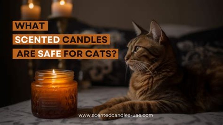 Are cinnamon candles toxic to cats?
