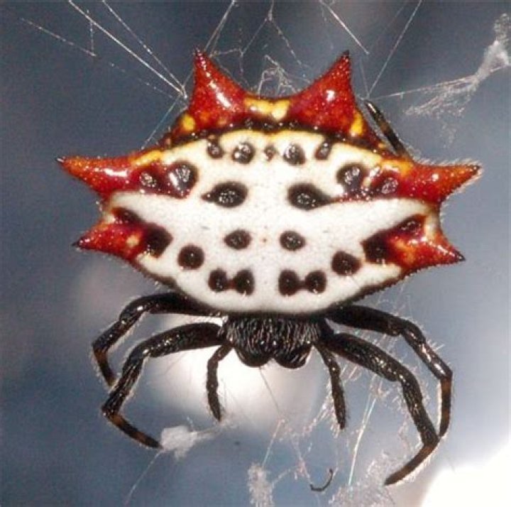 Are crab spiders poisonous?