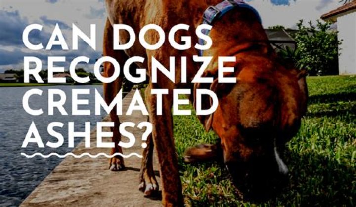 Are dogs cremated with other dogs?
