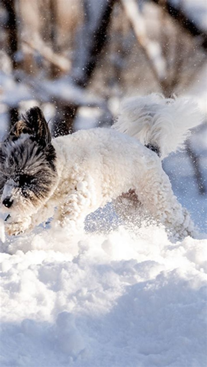 Are dogs OK in snow?