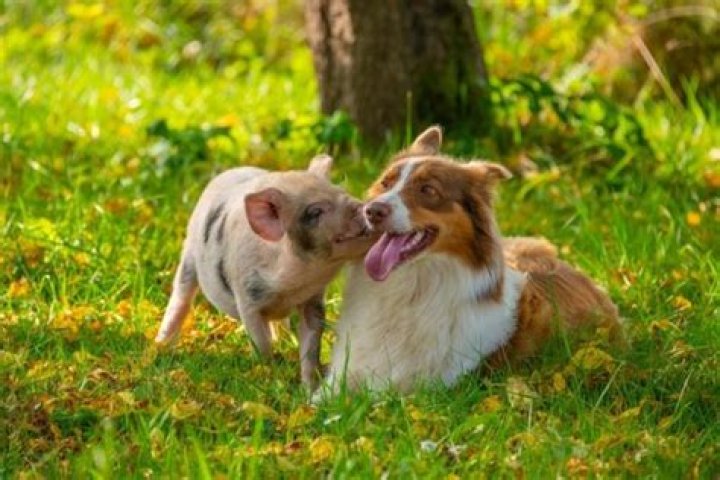 Are dogs smarter than pigs?