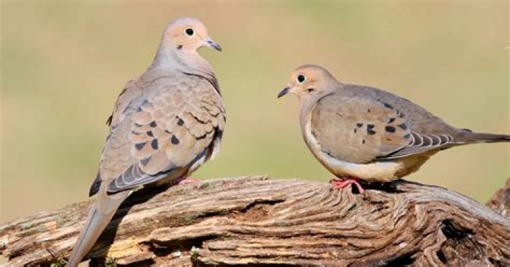Are doves male or female?