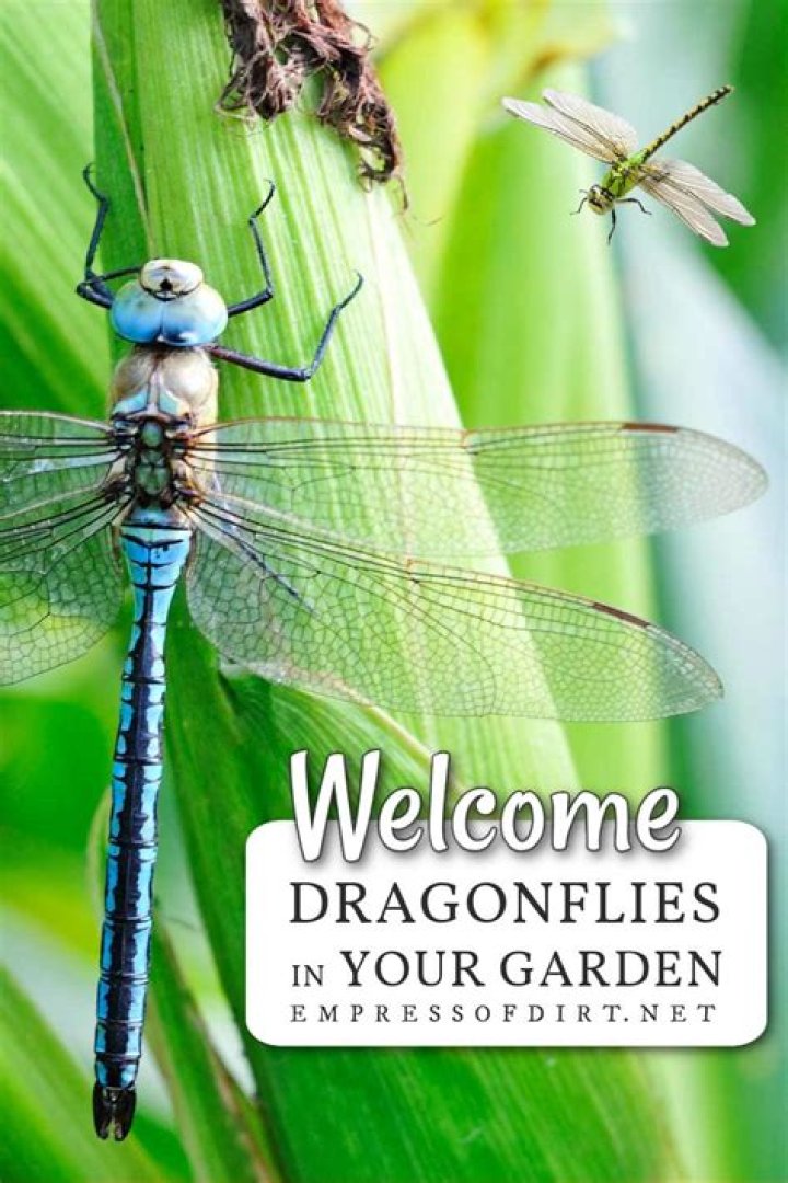Are dragonflies bad for your garden?