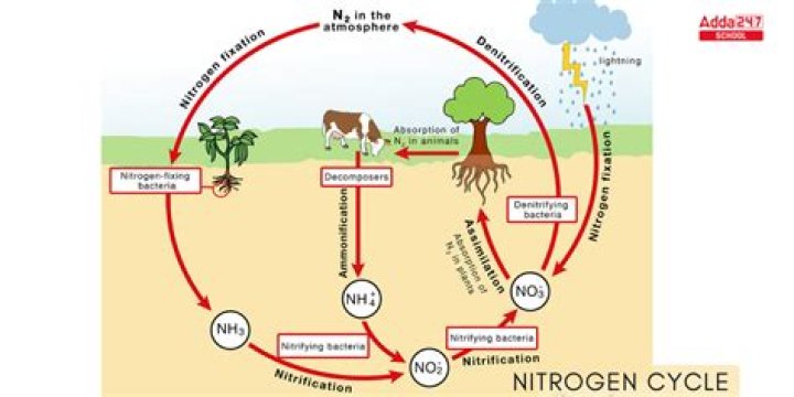 Are egg shells carbon or nitrogen?