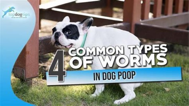 Are fox attracted to dog poop?