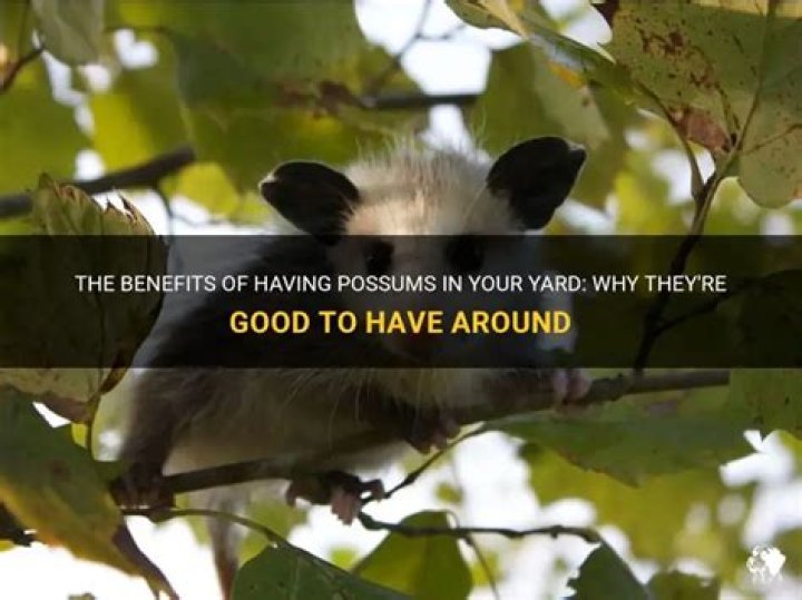 Are fox good to have around?