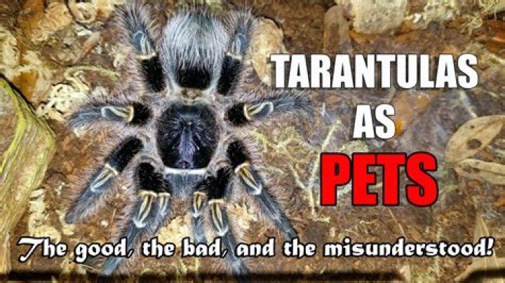 Are fried tarantulas good?