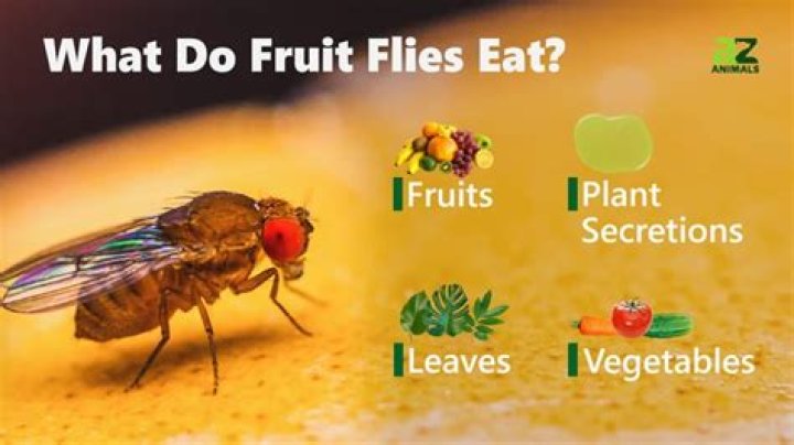 Are fruit flies harmful?