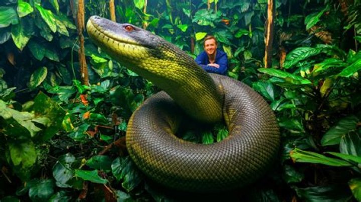 Are giant anacondas real?