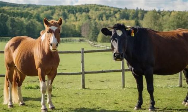 Are horses more intelligent than cows?