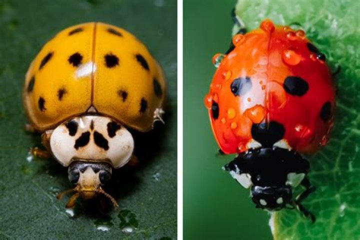 Are ladybugs attracted to certain colors?
