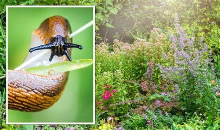Are leaf slugs poisonous?