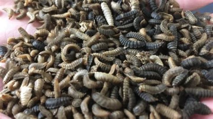 Are maggots black?