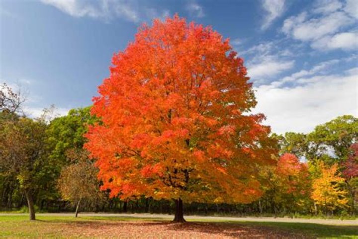 Are maple trees dirty?