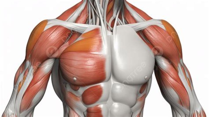 Are men's pecs soft?