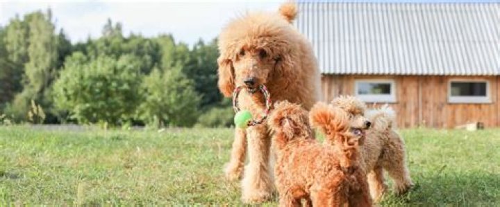 Are Poodles good house dogs?
