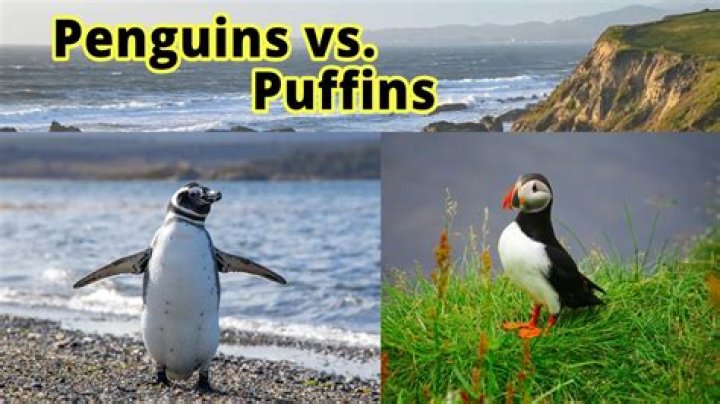 Are puffins free?