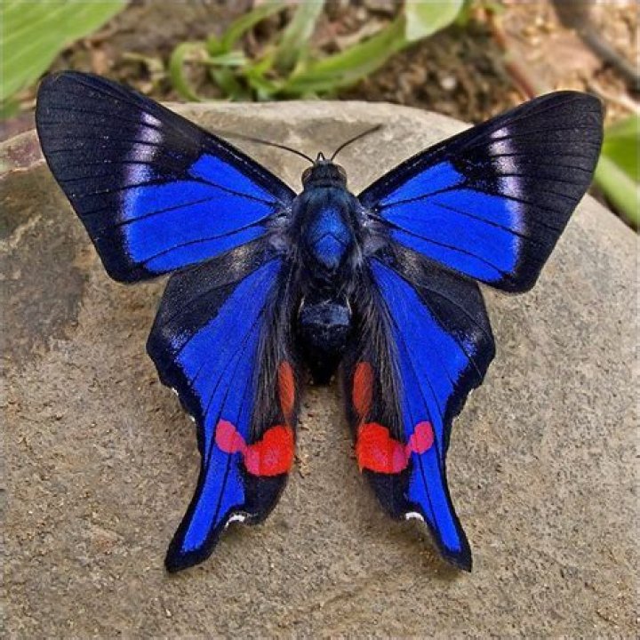 Are red butterflies real?