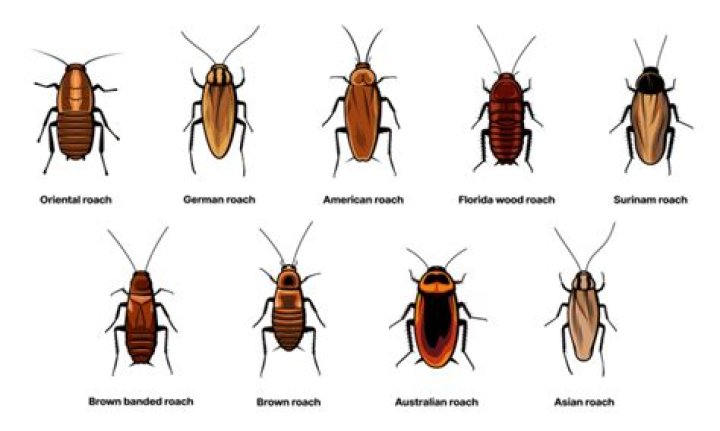 Are roaches friendly to humans?