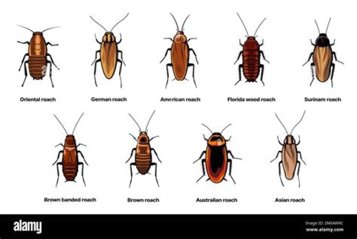 Are roaches scared of dogs?