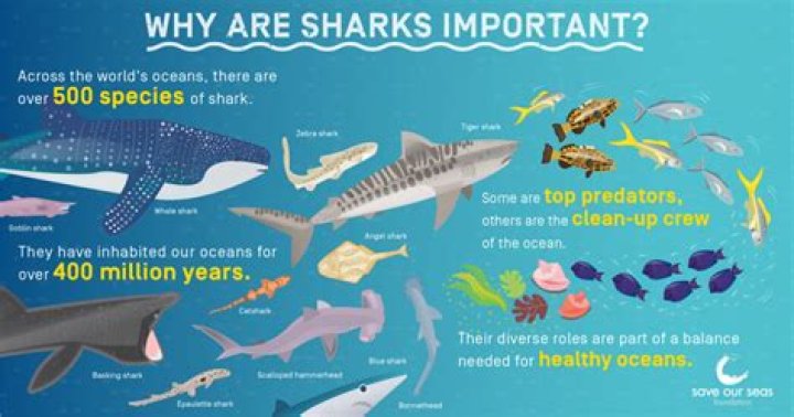 Are sharks attracted to pee in the ocean?