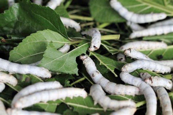 Are silkworms safe to eat?