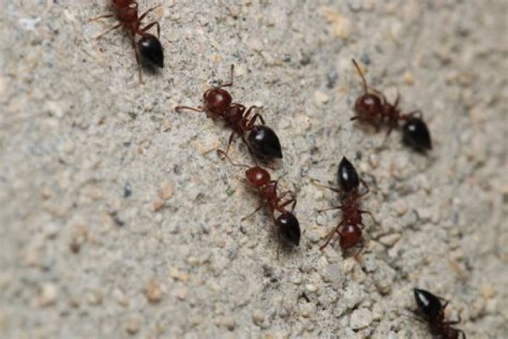 Are small black ants harmful to plants?