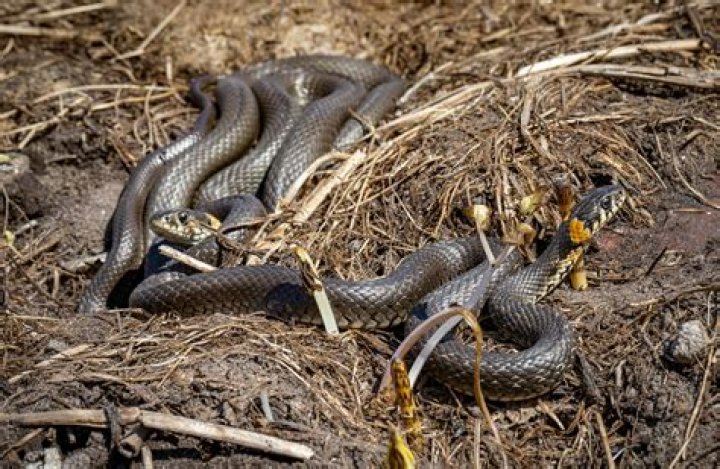 Are snakes attracted to rats?