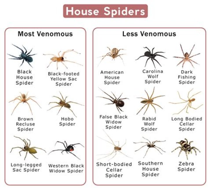 Are spiders attracted to color?