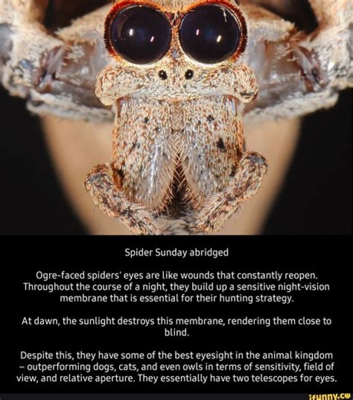 Are spiders blind and deaf?