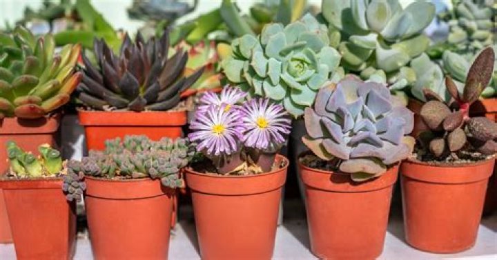 Are succulents good for beginners?
