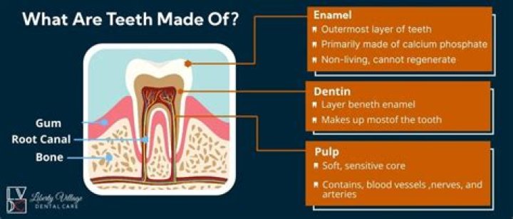 Are teeth made of skin?
