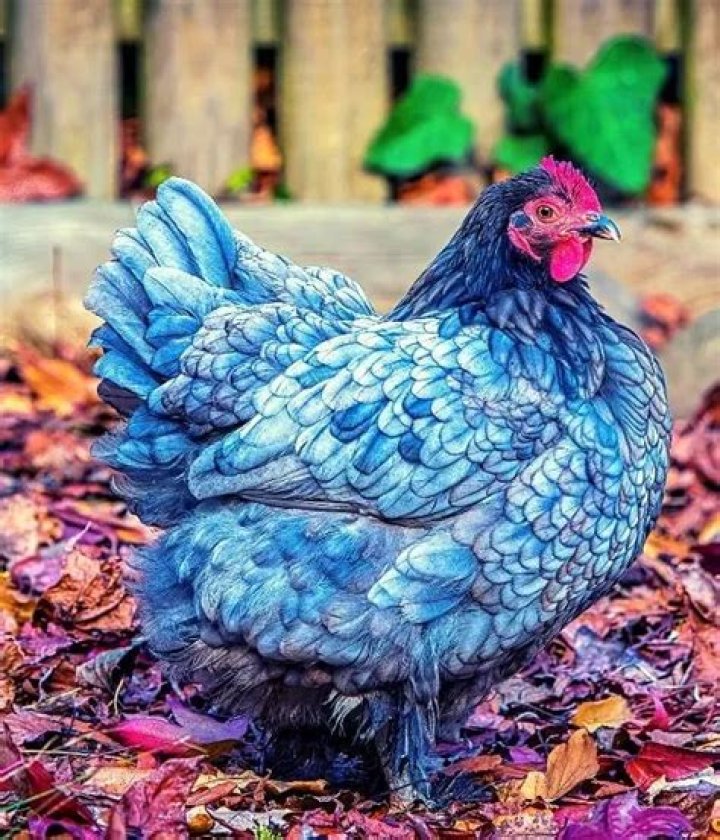 Are there blue chickens?